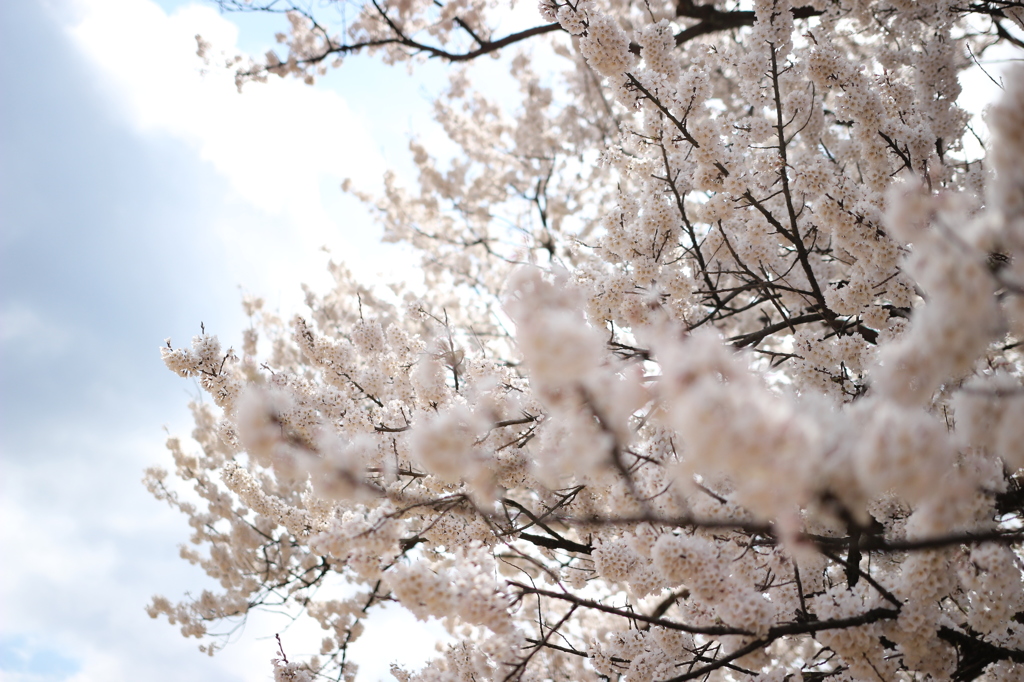 味真野小学校の桜