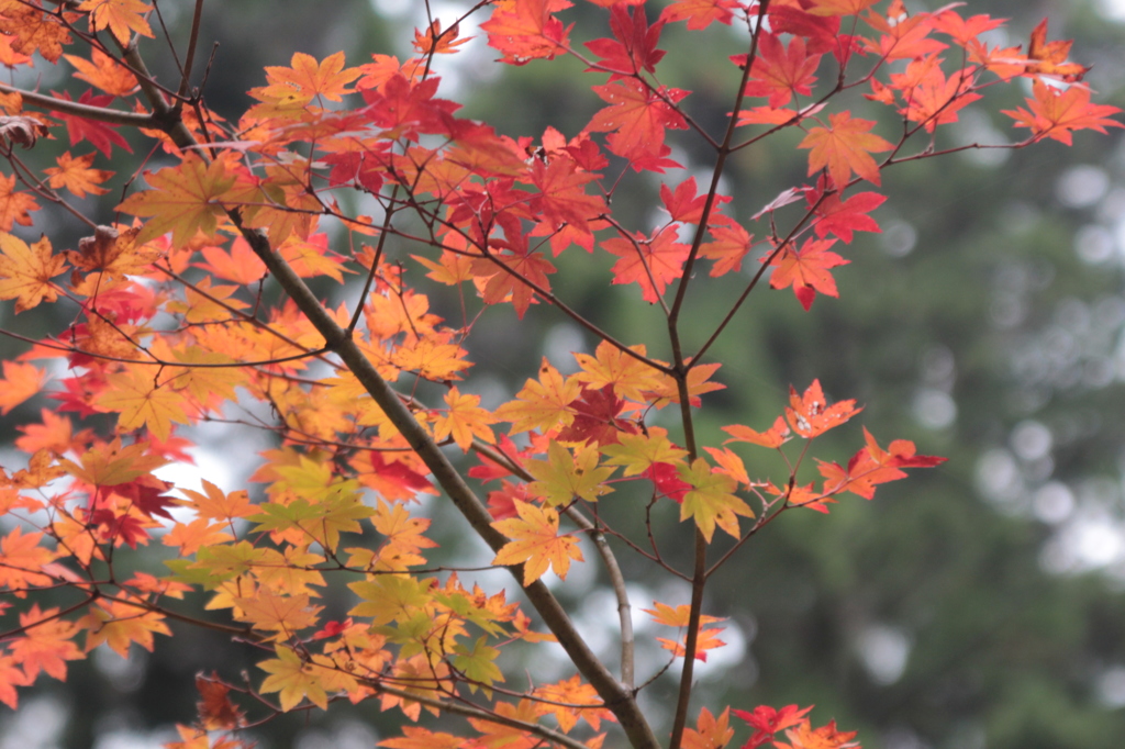 高野山 2013.11.02