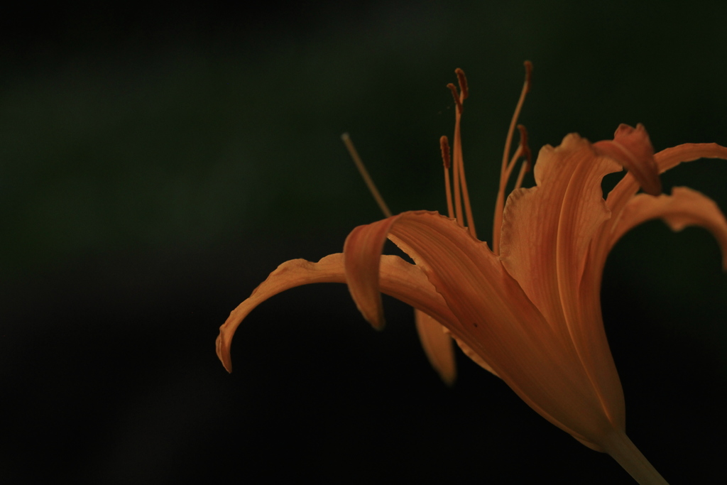 Flowers5