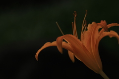 Flowers5
