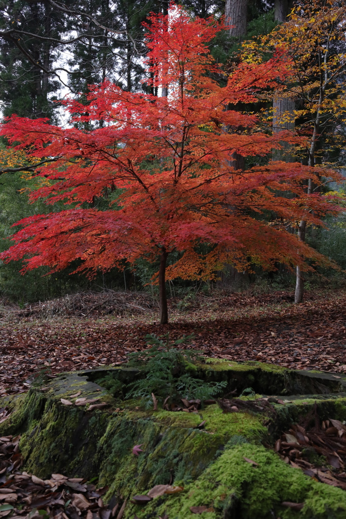 The beauty of nature