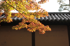 Kyoto 2013.11.23