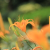Flowers7