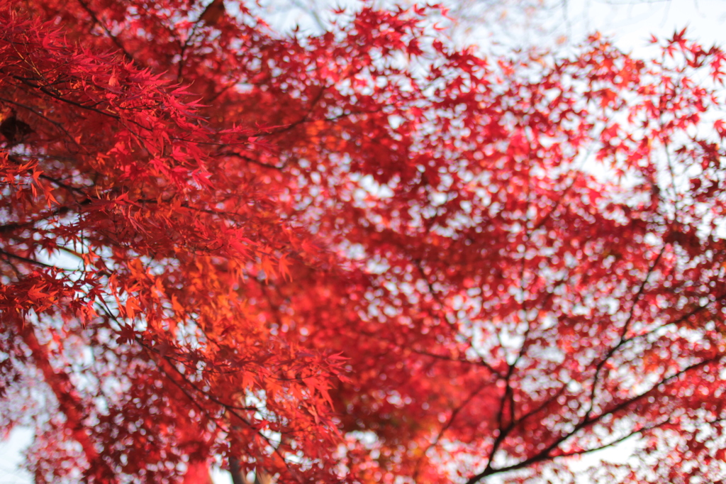 Kyoto 2013.11.30