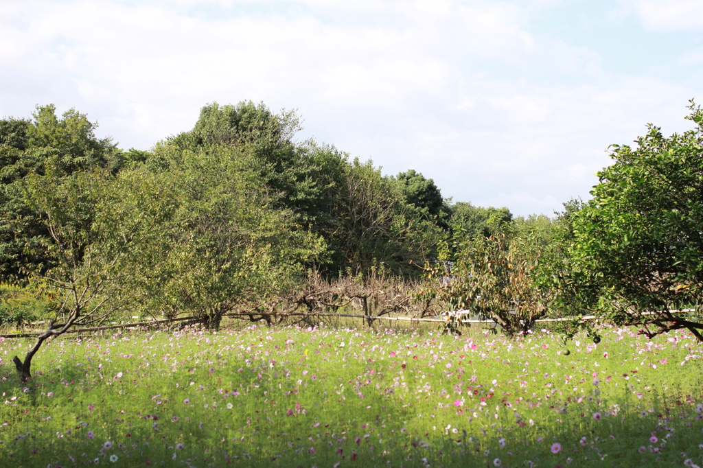 大神神社　2013.10.26