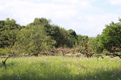 大神神社　2013.10.26
