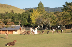 Nara 2013.10.28