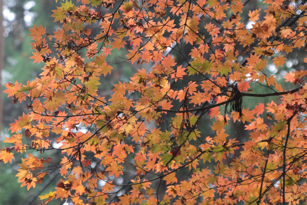 高野山 2013.11.02