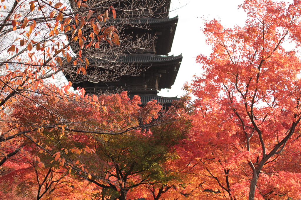 Kyoto 2013.11.23