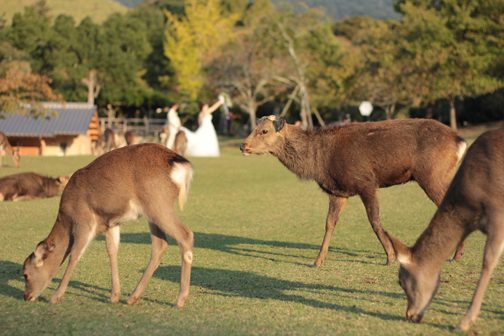 Nara 2013.10.28