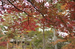 Nara 2013.11.18