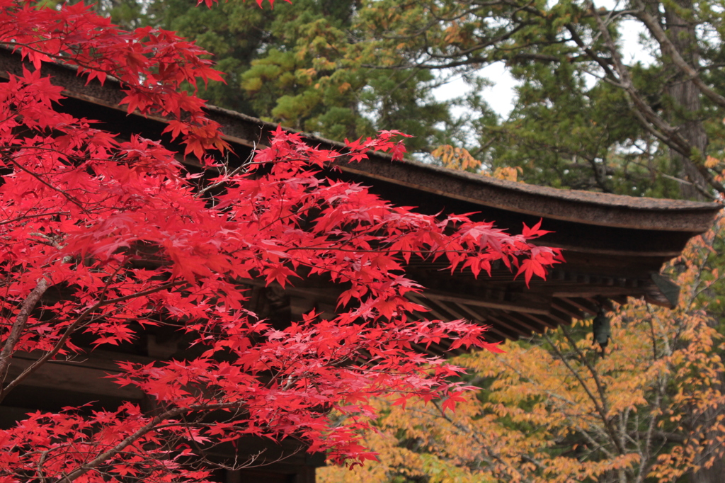 高野山 2013.11.02