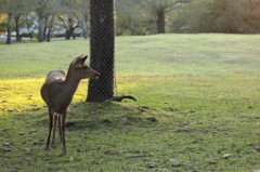 Nara 2013.10.28