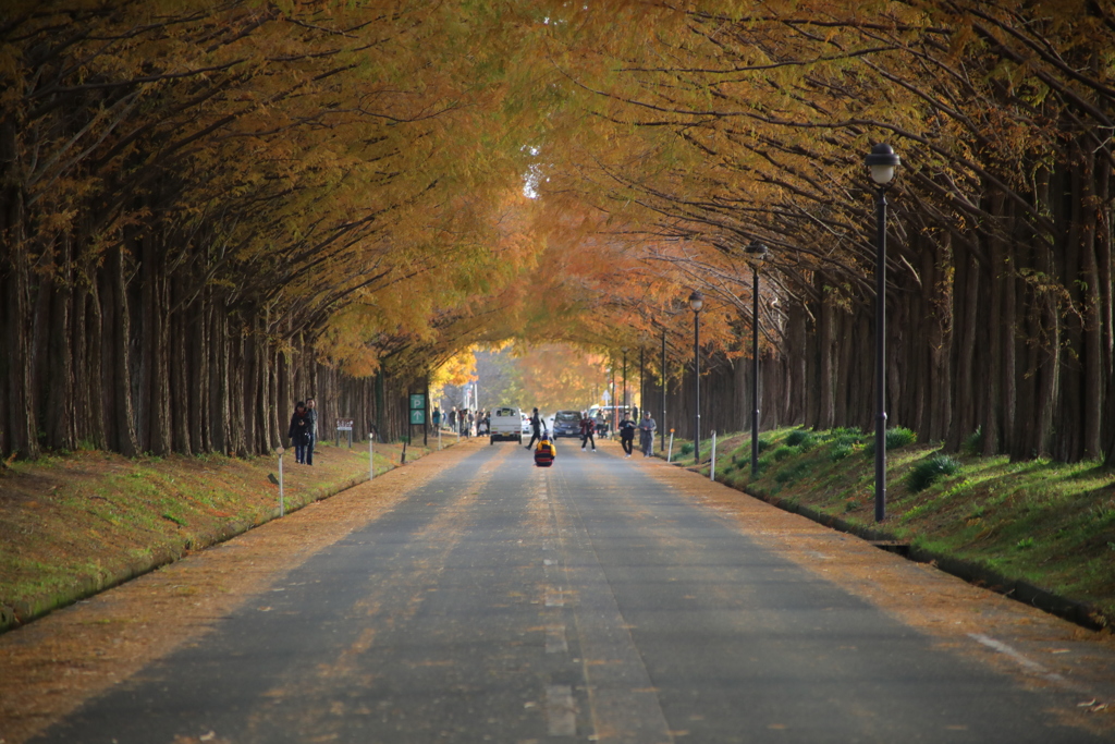 AUTUMN COLOR