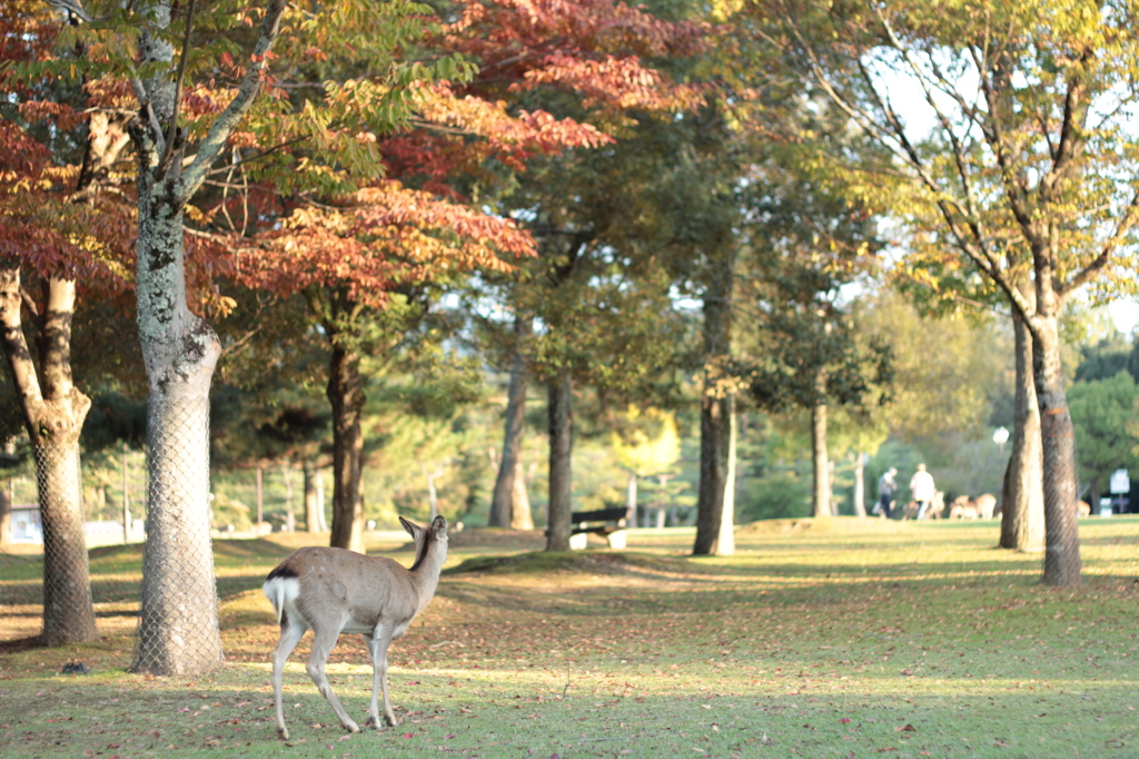 Nara 2013.10.28