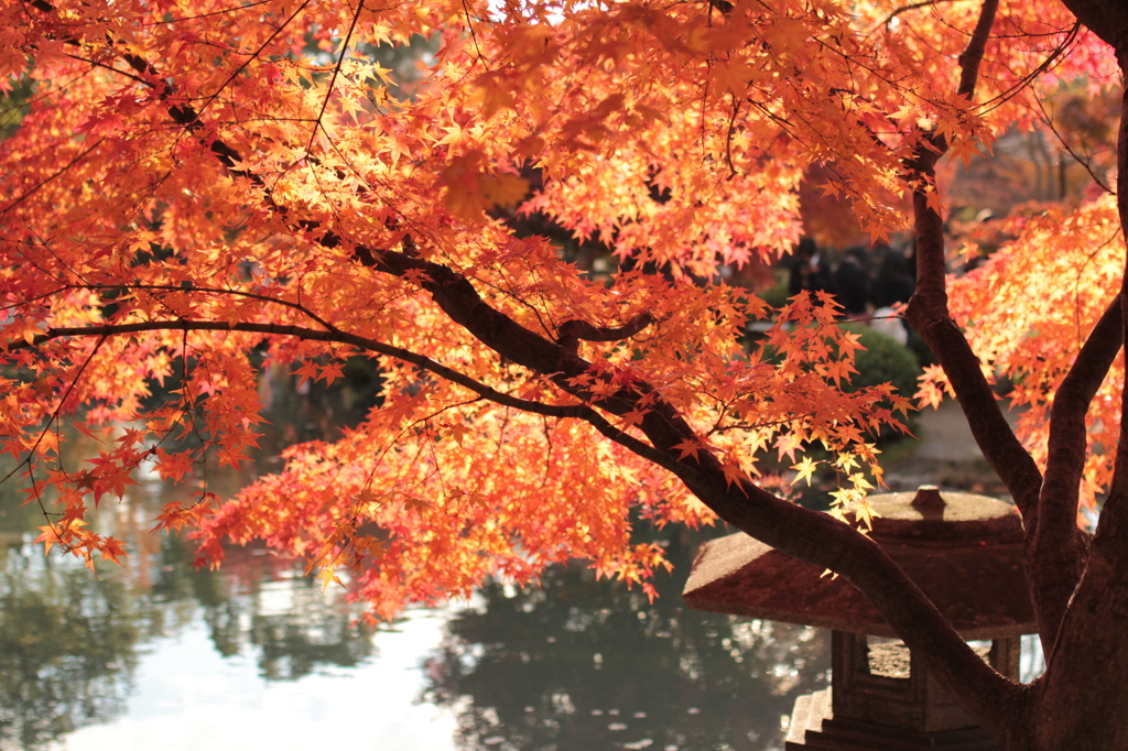 Kyoto 2013.11.23