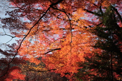 Kyoto 2013.11.30