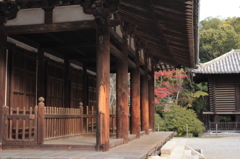 Nara 2013.11.18