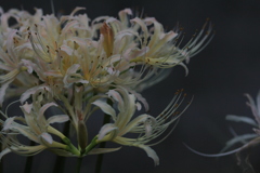 Flowers6