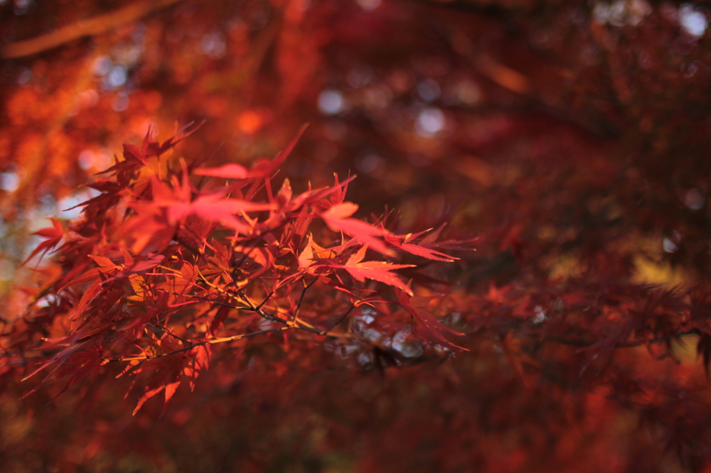 Kyoto 2013.11.30