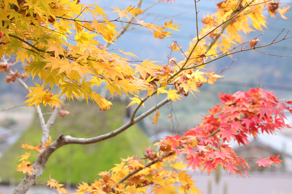 Autumn