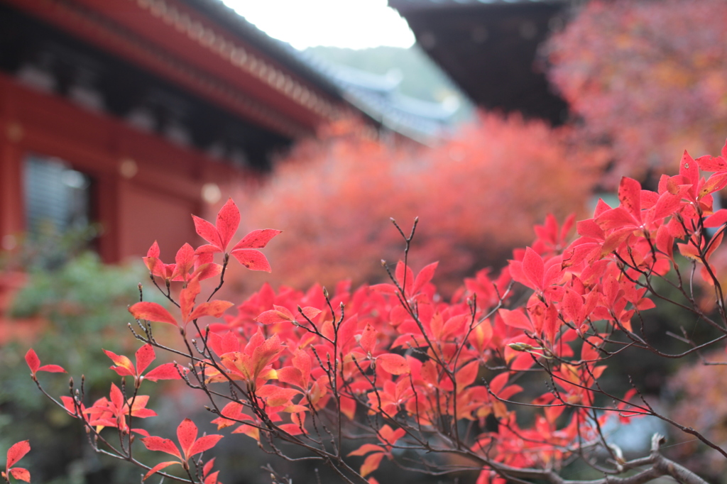 Kyoto 2013.11.30