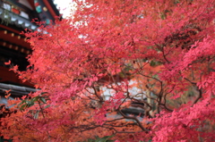 Kyoto 2013.11.30