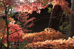 Nara 2013.11.18