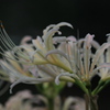Flowers2