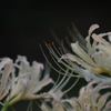 Flowers3