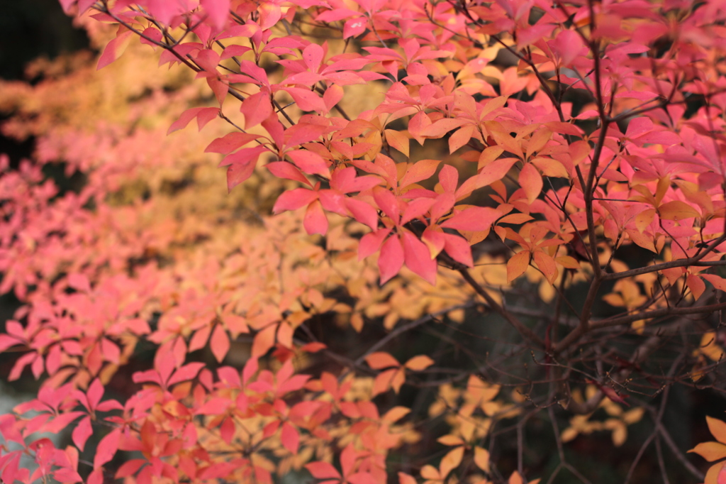 Kyoto 2013.11.30