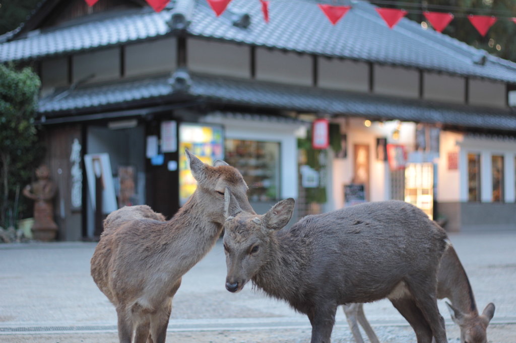 Nara 2013.10.28