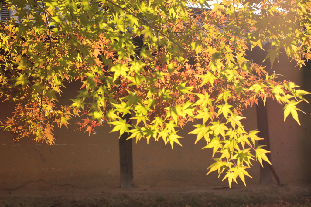 Kyoto 2013.11.23