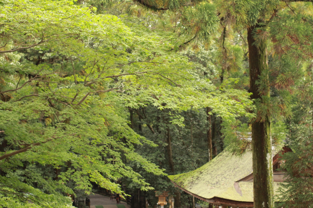 大神神社　2013.10.26
