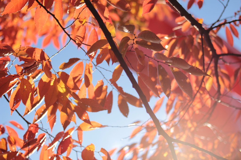 Kyoto 2013.11.13