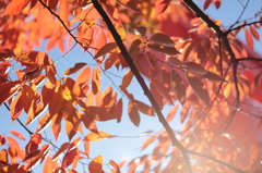 Kyoto 2013.11.13
