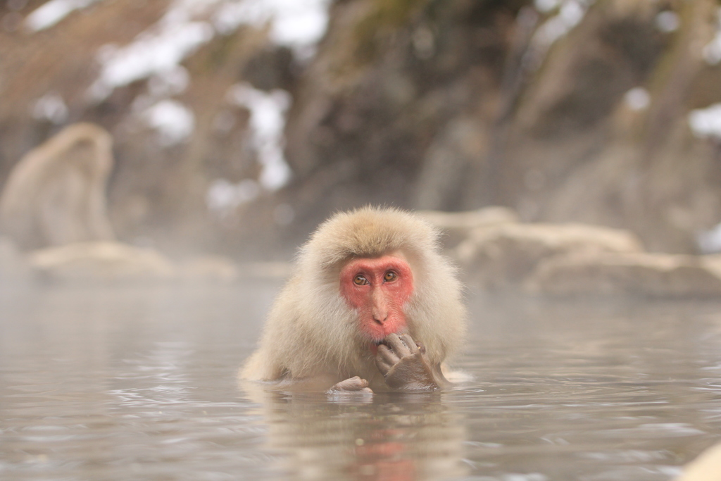 Snow monkey
