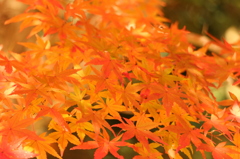 紅葉