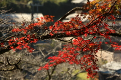紅葉