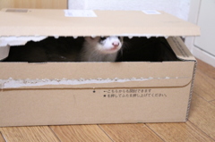 鼻見えてるよ
