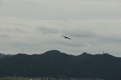 トンビ