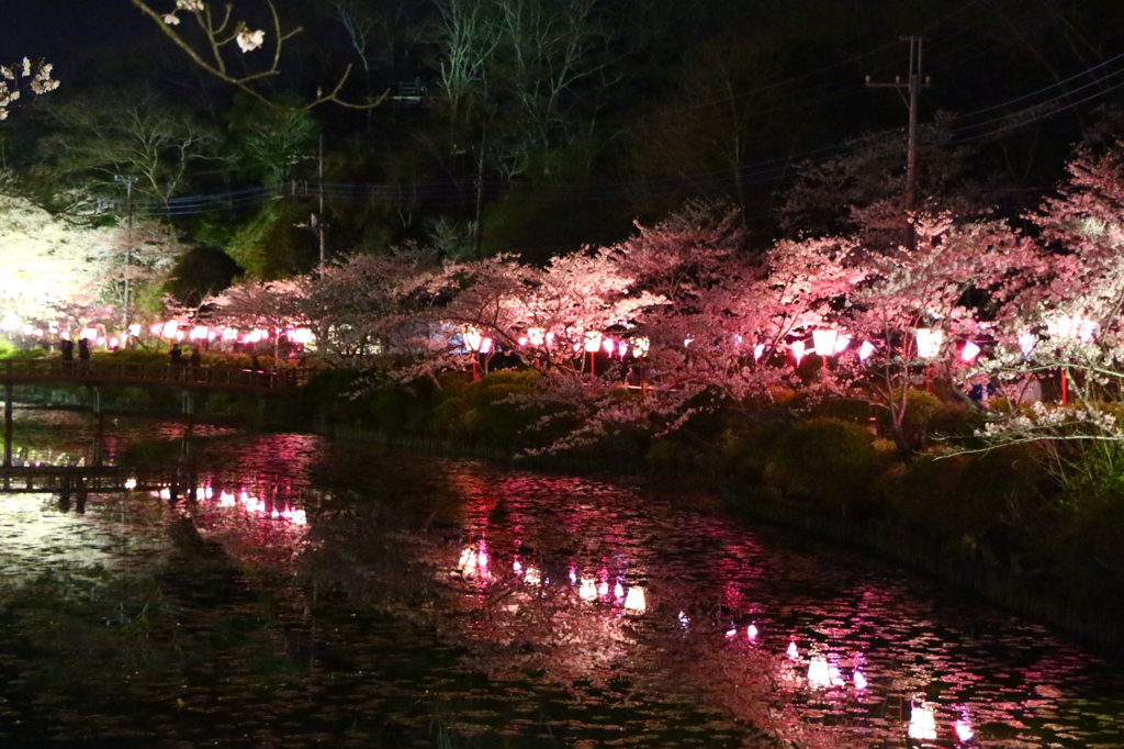 茂原公園夜桜