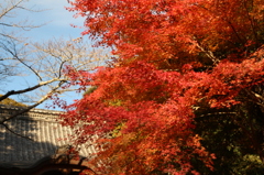 紅葉