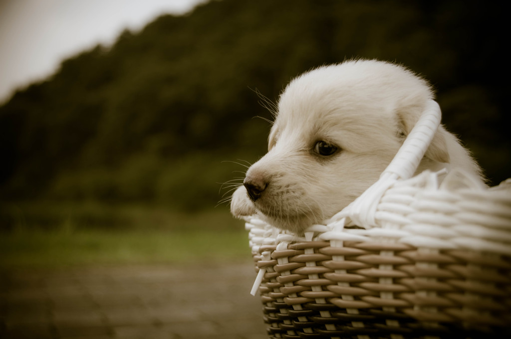 In the basket.