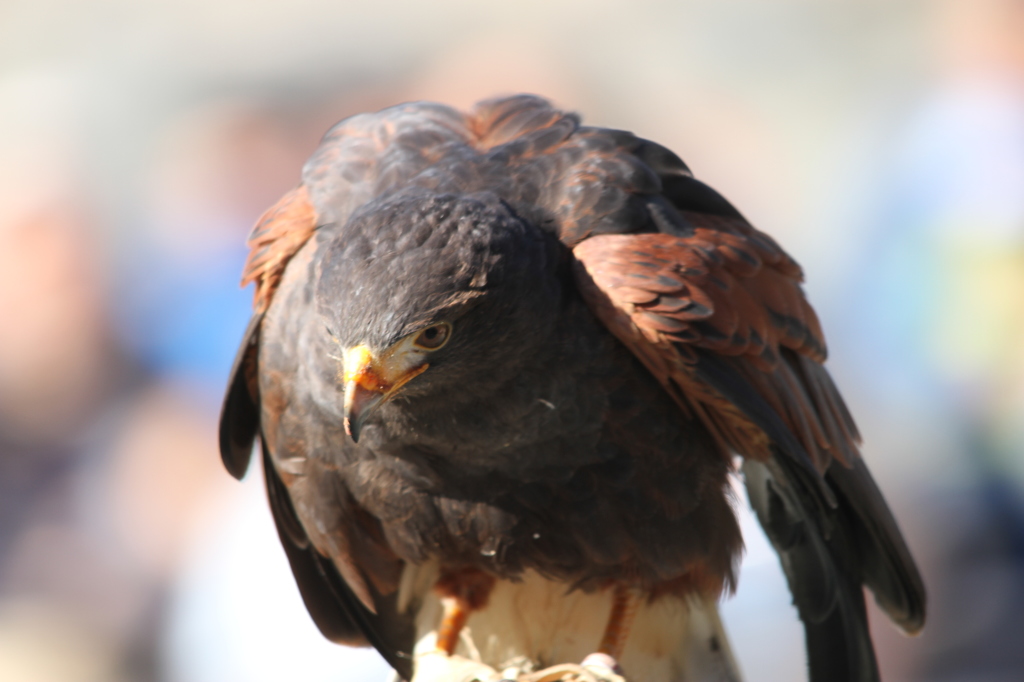 掛川花鳥園　その５　一富士二鷹三茄子