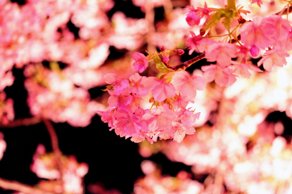 桜色を求めて