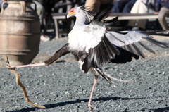 掛川花鳥園　その３　キック！！