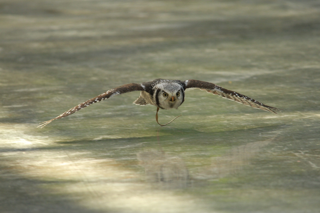 掛川花鳥園 その８ 超低空滑空