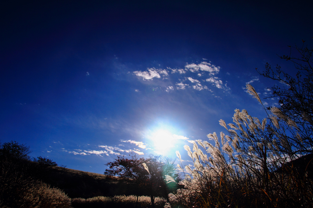 silver grass