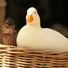 籠の中の鳥